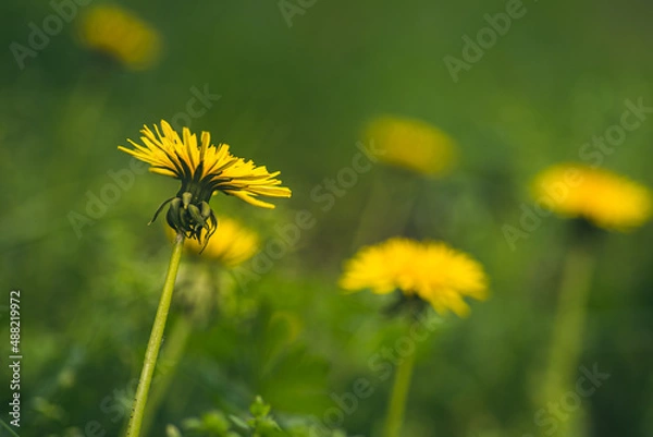 Fototapeta Mniszek pospolity, mniszek lekarski (Taraxacum officinale) dandelion on a green meadow