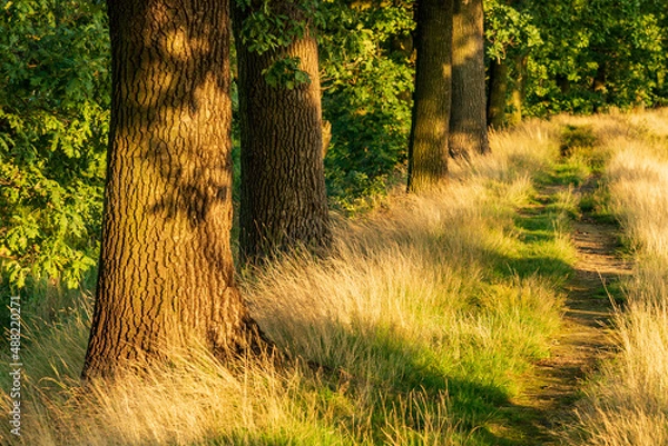 Obraz A forest path along the line of oaks