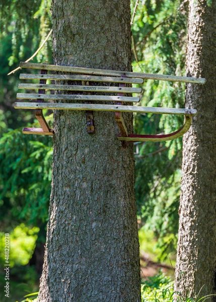 Obraz Old wooden sleds in an old spruce tree - remember the old sledge route in Szkalrska Poręba