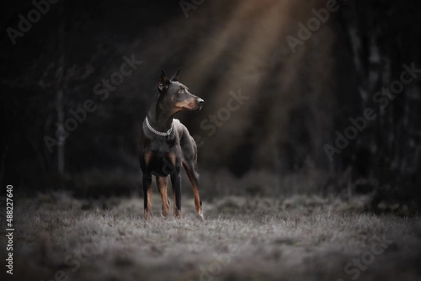 Obraz Doberman standing in sunrays