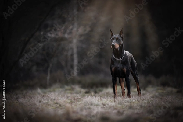 Obraz Doberman standing in sunrays