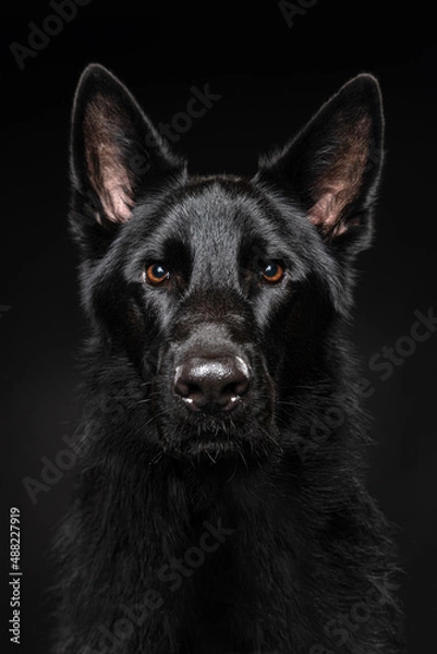 Fototapeta Black shepherd with an intense look and glossy eyese