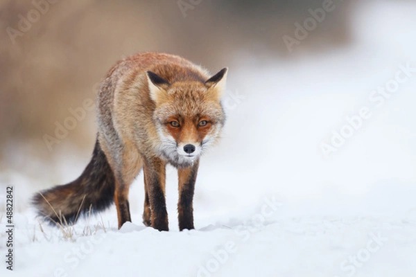 Obraz red fox in the snow