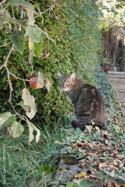 Fototapeta cat in the garden