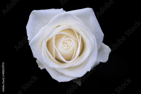 Obraz White rose macro black background serene