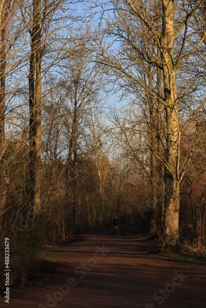 Fototapeta tree lined trail on a cold winters day