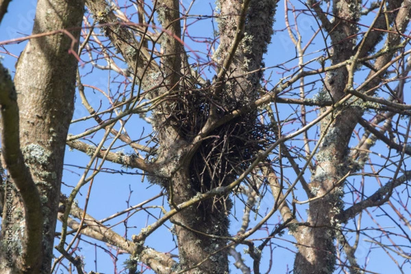 Fototapeta Nest in a tree