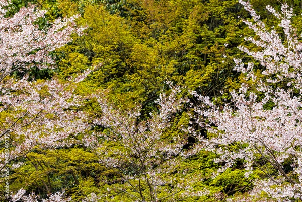 Fototapeta Kyoto, Japan white pink cherry blossom sakura in springtime with blooming flowers in Arashiyama area with closeup abstract pattern background of maple trees in spring forest