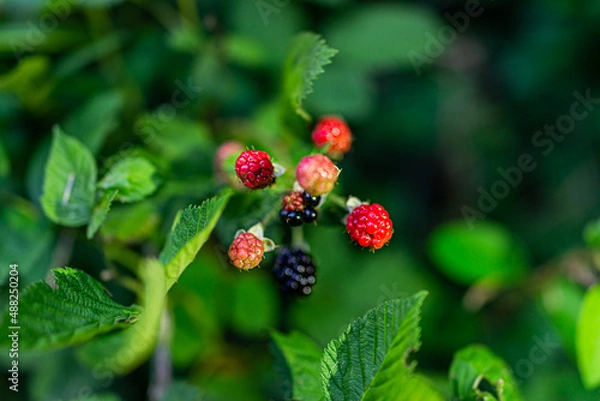Fototapeta Black and red ripe blackberries group cluster of berries ripening on plant bush garden farm macro closeup of fruit and leaves with bokeh blurry background