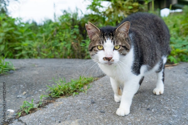 Fototapeta こっちを見る猫
