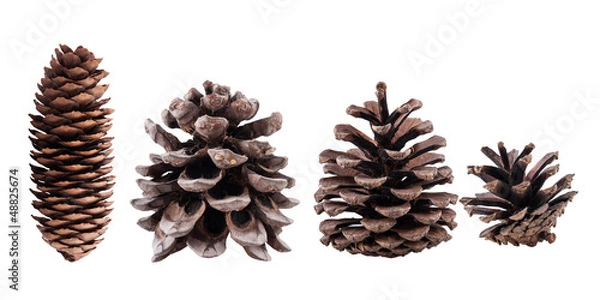 Obraz Cones collection isolated on white