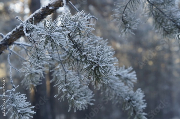 Fototapeta snow covered tree