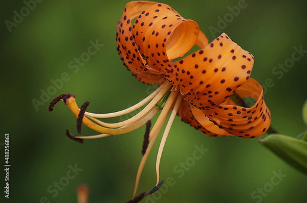 Obraz orange tiger lily