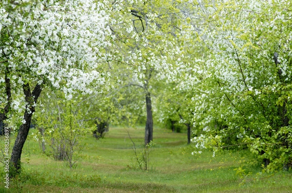 Fototapeta blooming tree