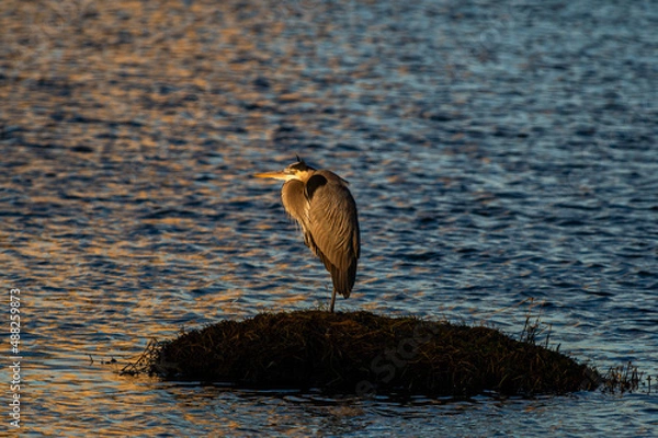 Fototapeta Great Blue Heron on Tiny Island