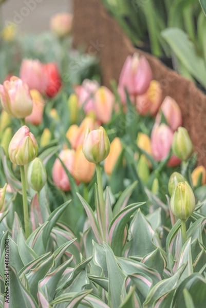 Obraz tulips in garden