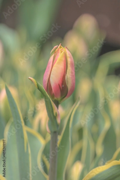 Obraz pink rose bud