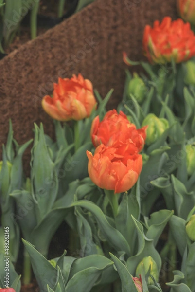 Obraz tulips in garden