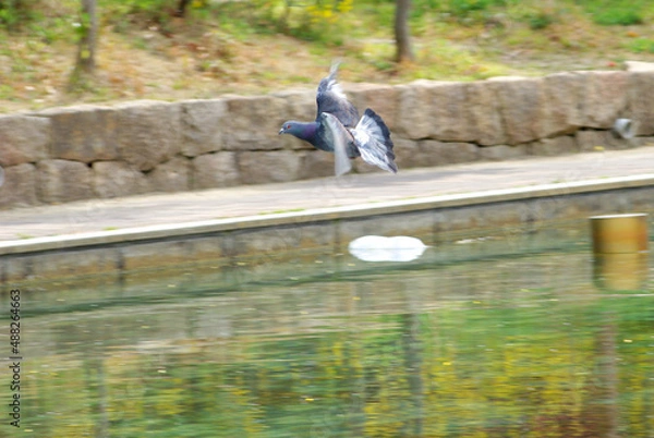 Fototapeta 神戸公園の花たち
