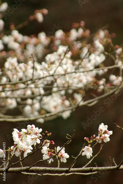 Fototapeta 神戸公園の花たち