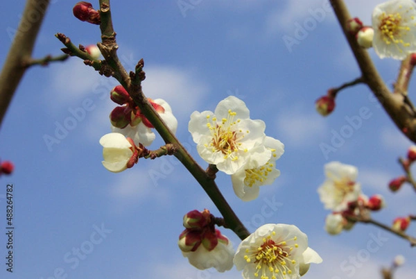 Fototapeta 神戸公園の花たち