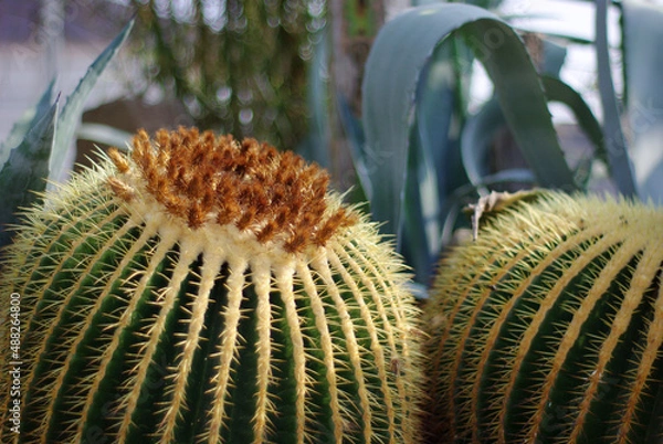 Obraz 神戸公園の花たち