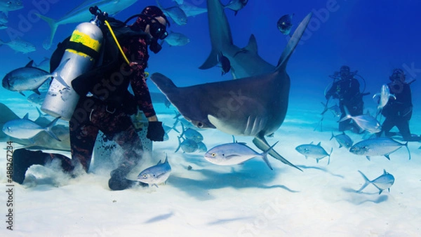 Obraz Feeding a giant hammerhead shark 