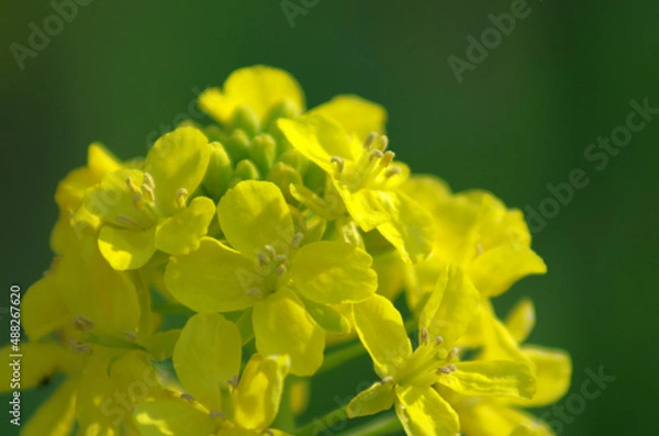 Obraz 神戸の公園にて春の音を聞く