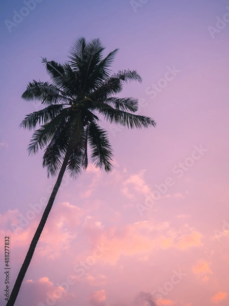 Fototapeta Isolated tall coconut palm tree against colorful sunset sky background of tropical island. Koh Mak Island, Trat, Thailand. Minimal summer vibe.