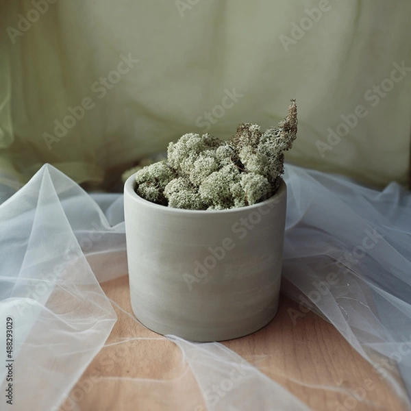 Obraz gray raw ceramic cup with moss