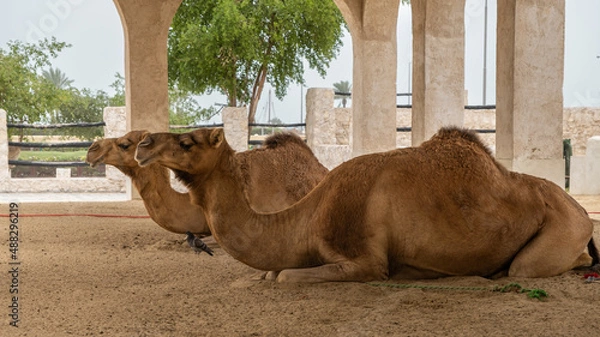 Fototapeta Two camels lying down, resting in doors at Souq Waqif, Doha, Qatar