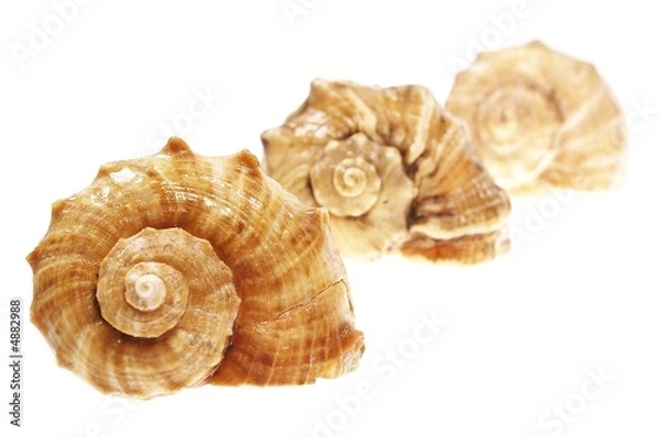 Obraz spiral shells