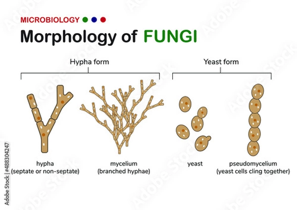 Fototapeta Microbiology illustration shows basic morphology of fungi including hypha or hyphae form (mycelium) and yeast form with unicellular and pseudomycelium   