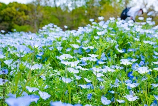 Fototapeta forget me not