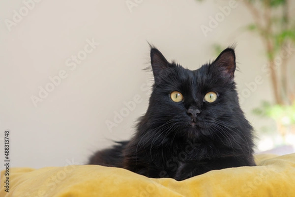 Fototapeta A black fluffy cat with yellow eyes lies and rests at home on a soft bed during the day.