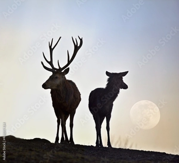 Fototapeta silhouette of a  deer with a doe walking in the moonlight