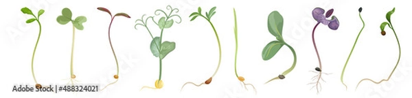 Fototapeta Set of seeds and sprouts of microgreens on white background, vector illustration.