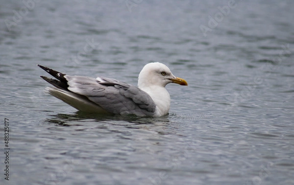 Obraz Seagull on the sea