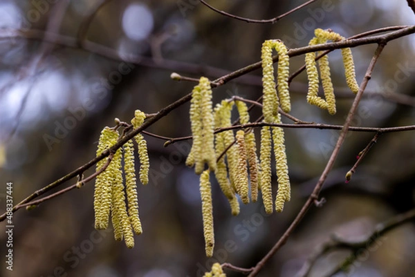 Fototapeta Hazelnut branch with pollen
