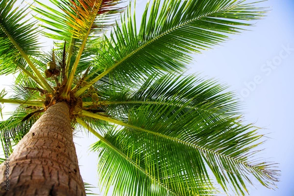 Obraz coconut palm