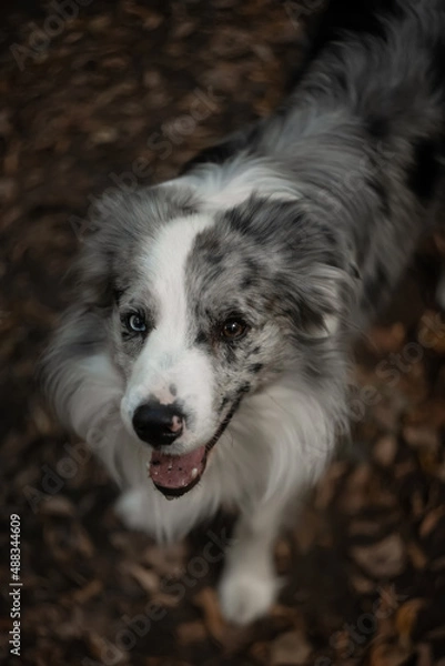 Fototapeta Border collie dog on a walk.