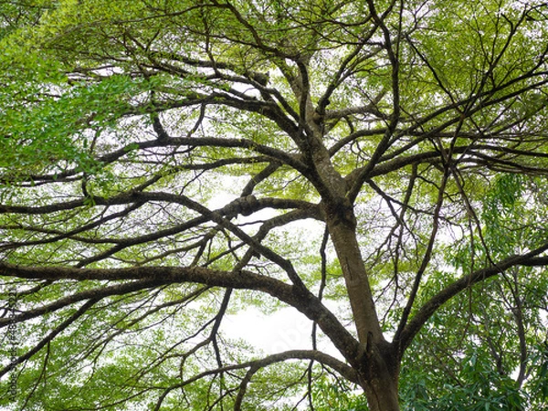 Fototapeta  branch of big green tree in park 