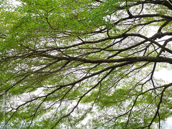 Fototapeta  branch of big green tree in park 