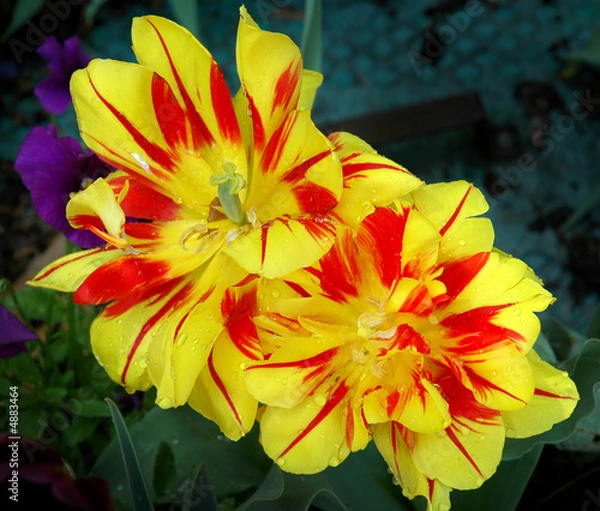 Obraz Yellow & Red Tulips
