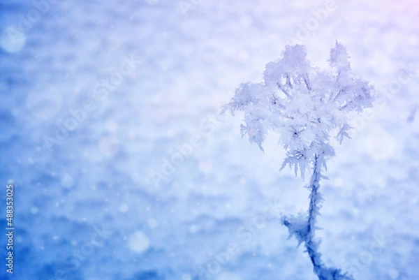 Obraz snow covered branches