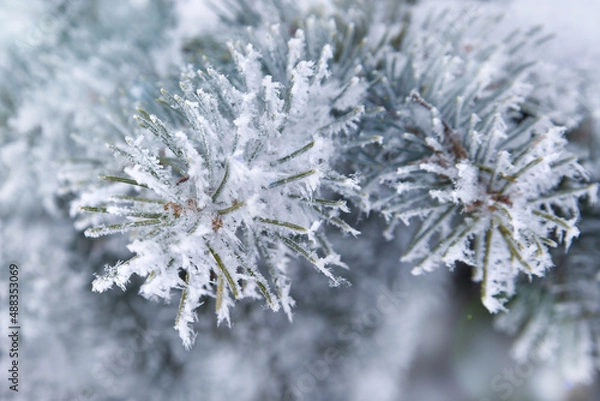Obraz frost on branches
