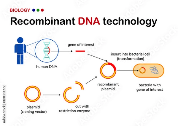 Fototapeta Biological diagram explain concept of recombinant DNA production from human gene in plasmid or cloning vector for genetic engineering of microorganism