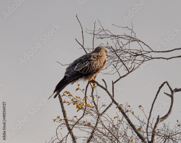 Obraz Red kite sitting in branches of tree.