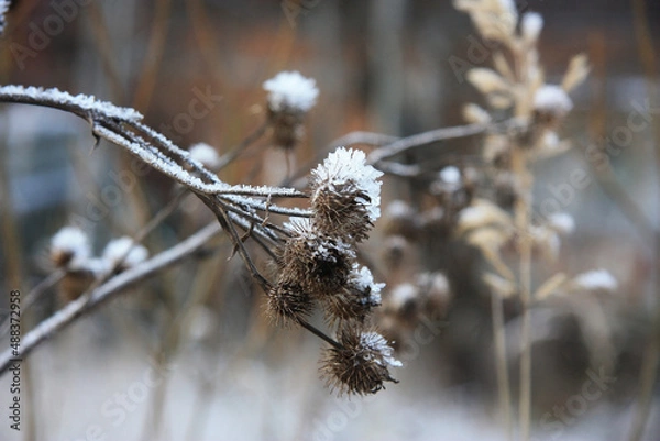 Obraz Winter. Die Natur im Frost