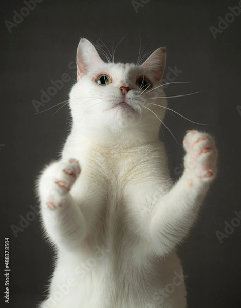 Obraz 手を挙げているかわいい白猫　グレー背景
